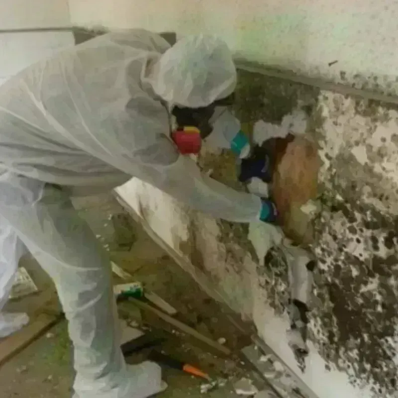 Mold Remediation and Removal in Wiley Ford, WV